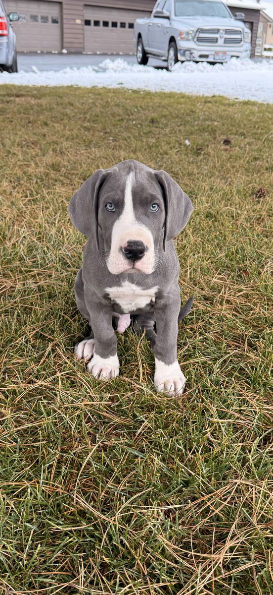 Great Dane pup