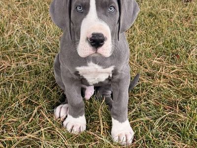 Great Dane pup