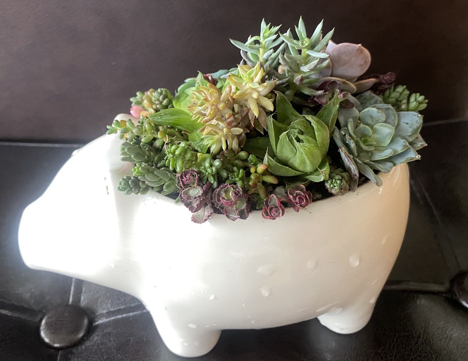 Real succulents in pig planter