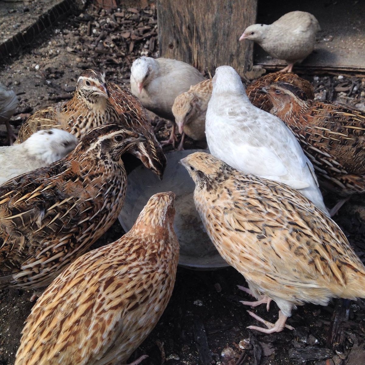 coturnix quail hens
