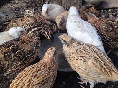 coturnix quail hens