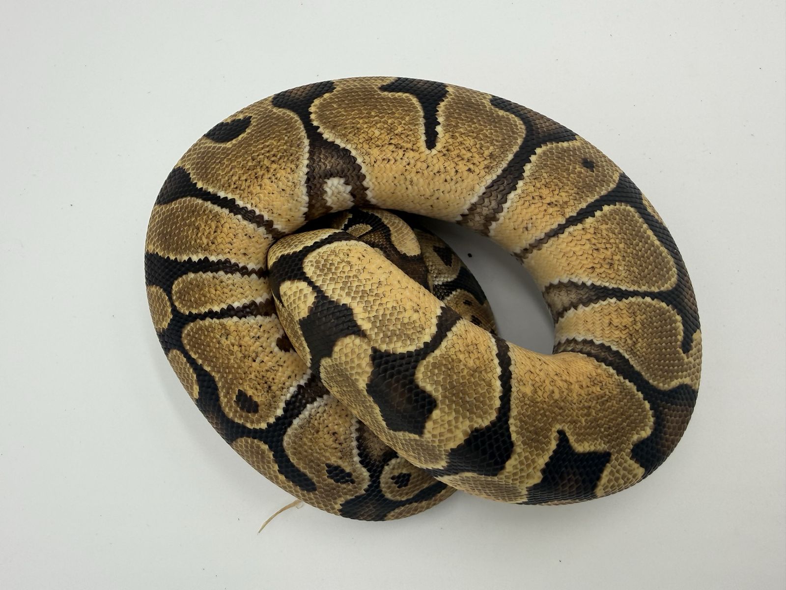 Main image 5