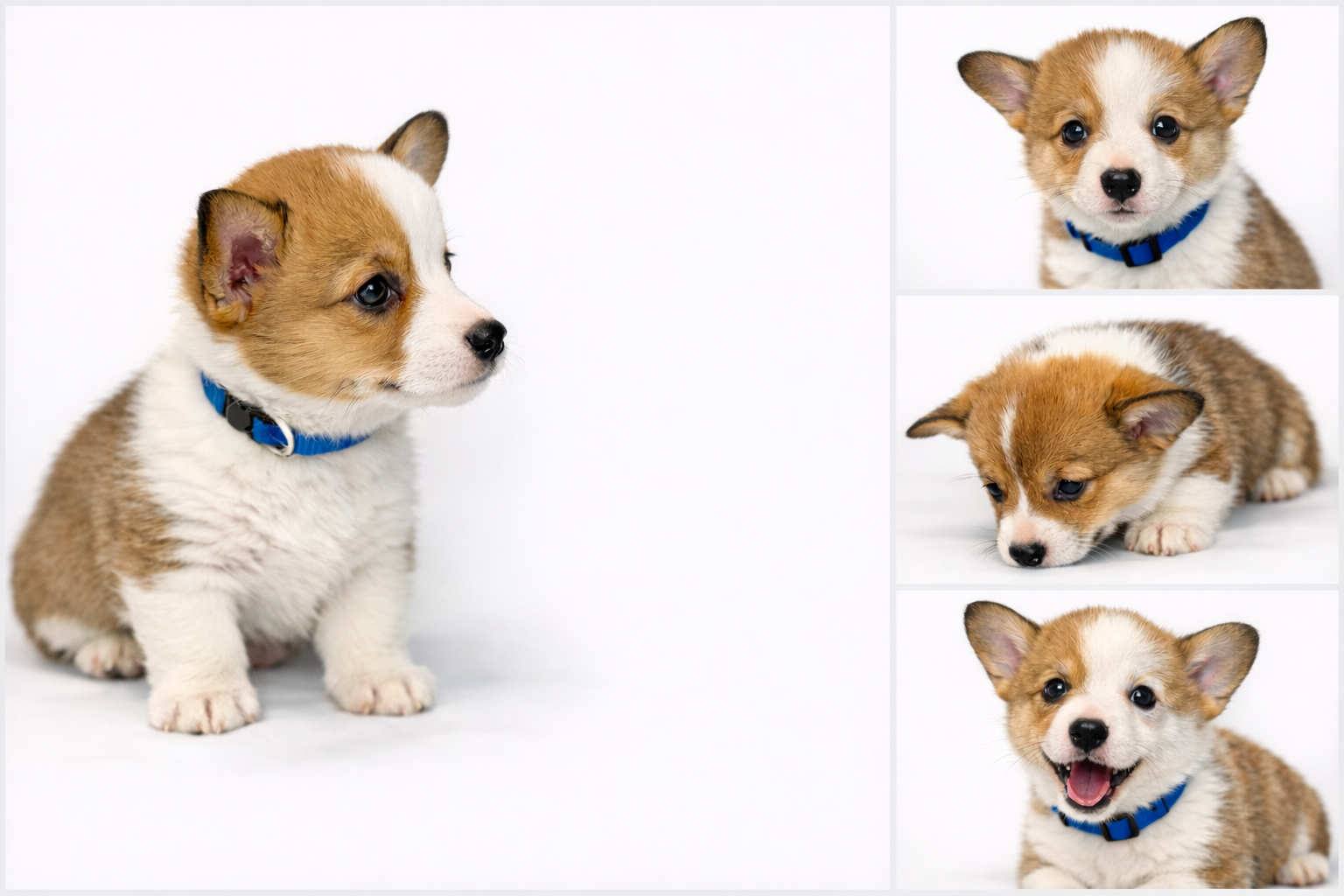 AKC Registered Pembroke Welsh Corgi – [BLUE]