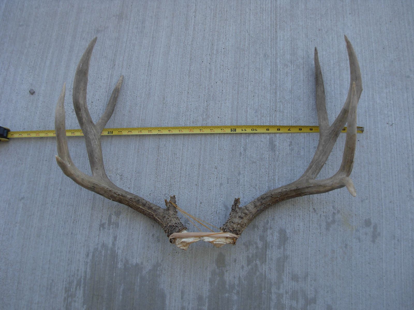 Large Mule Deer Antlers / 26" Wide Heavy Deer Horns