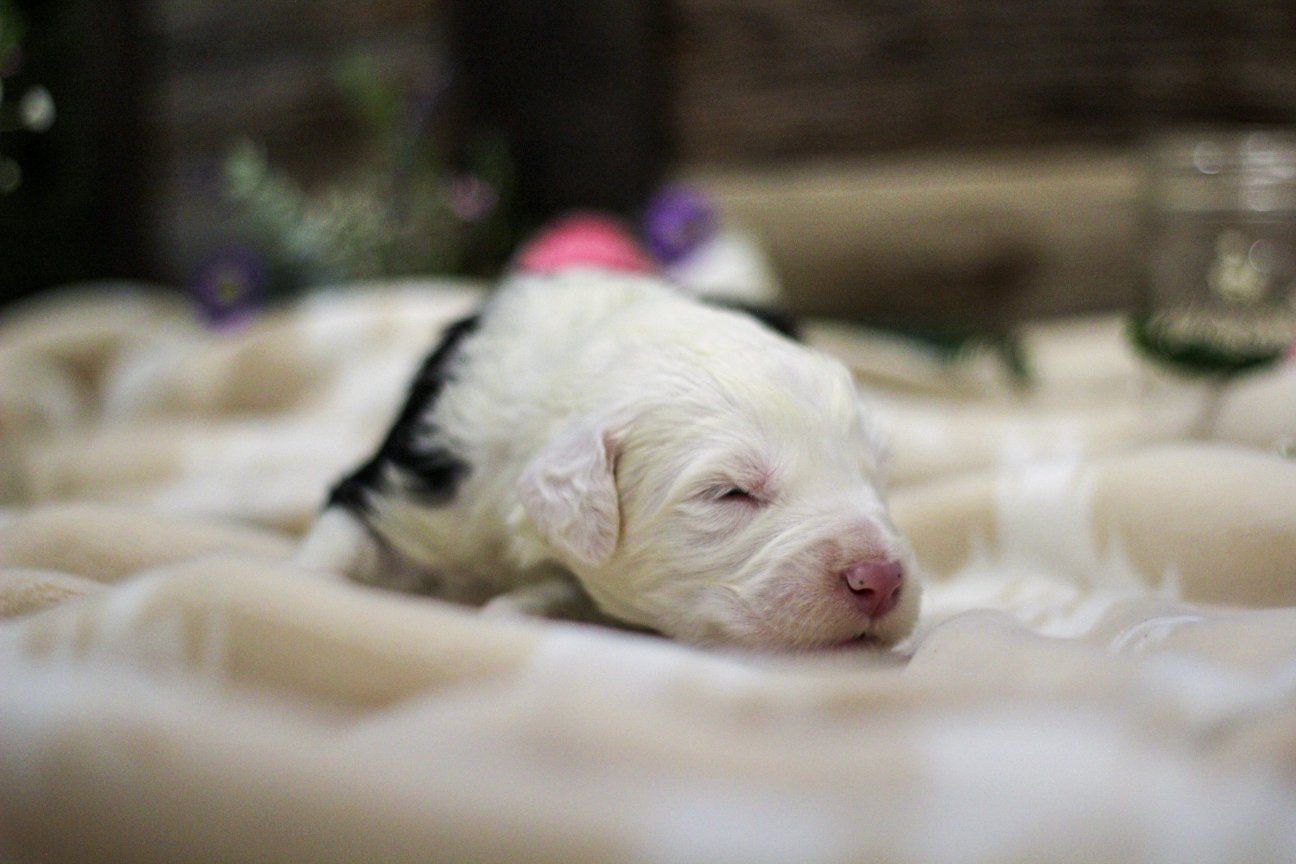 Old English Sheepdog AKC puppies