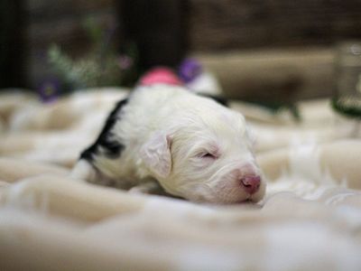 Old English Sheepdog AKC puppies