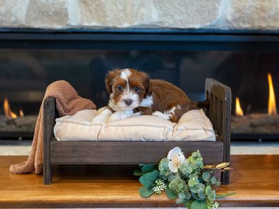 3 Beautiful Havanese girls available