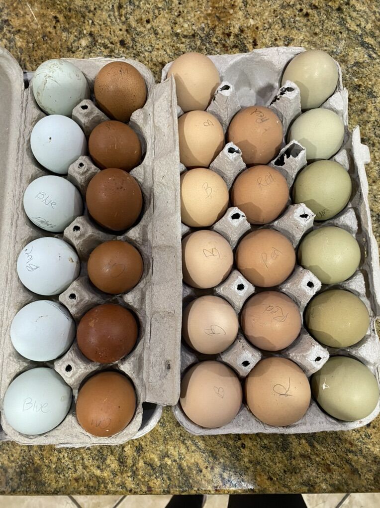 Fertile Chicken Eggs For Hatching