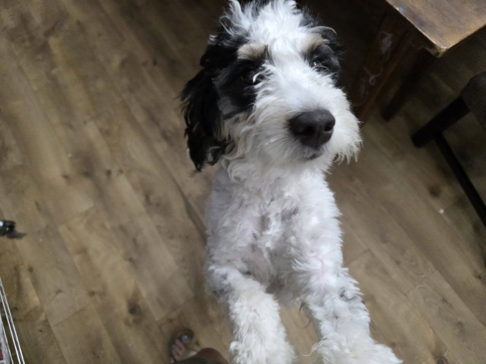 Adorable Berniedoodle Puppy - Male, Playful, and Ready for a Forever Home!