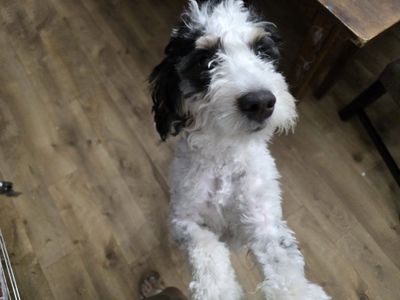Adorable Berniedoodle Puppy - Male, Playful, and Ready for a Forever Home!