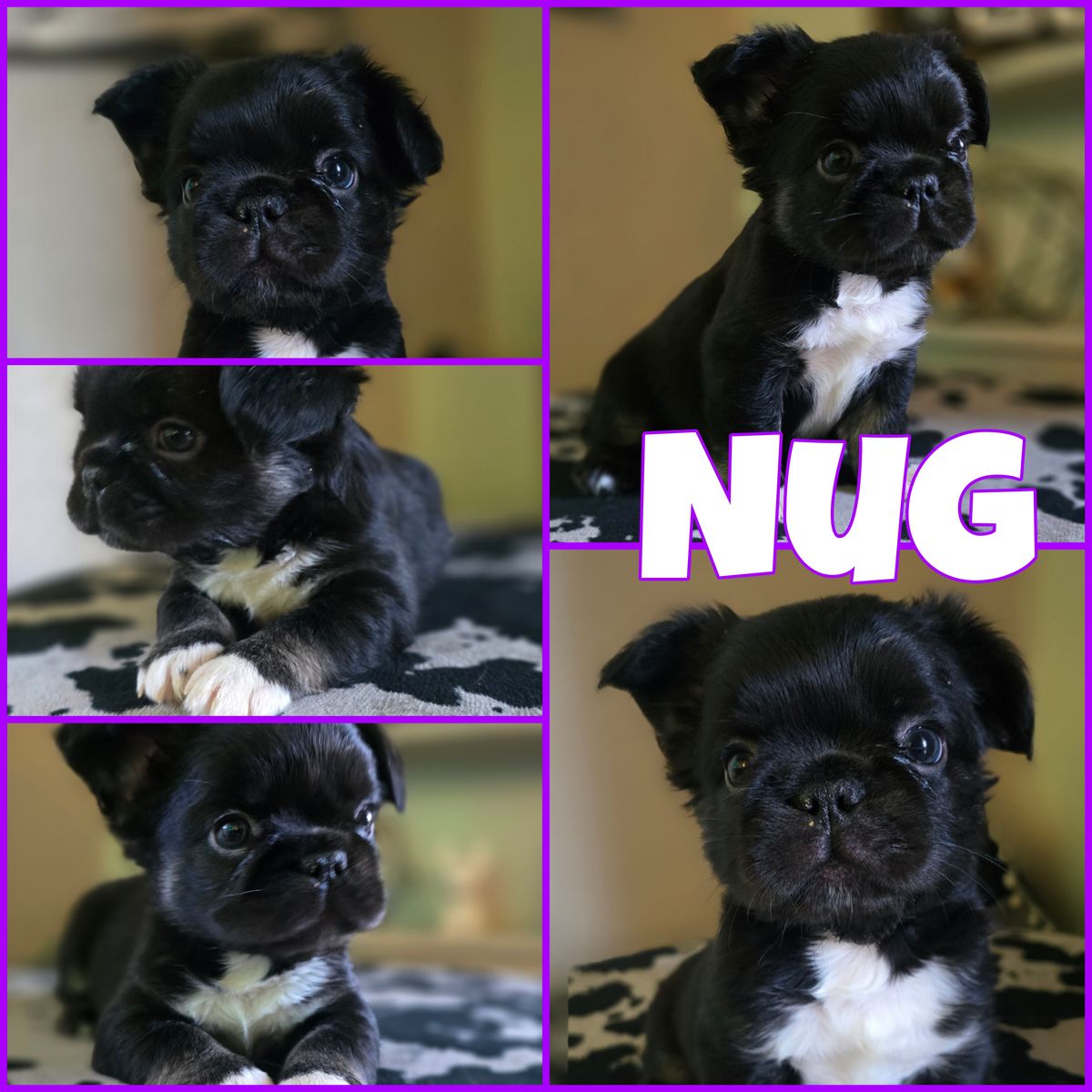 Fluffy French Bulldog Puppues