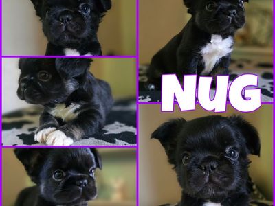 Fluffy French Bulldog Puppues