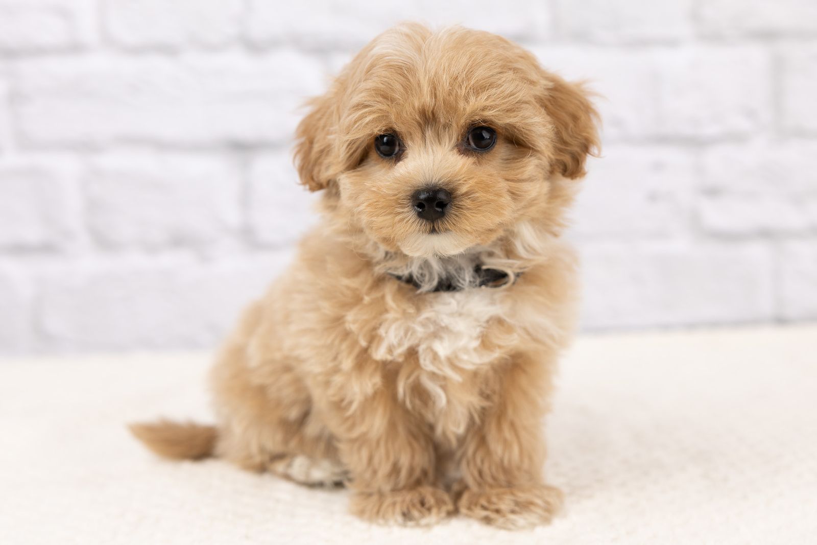 Adorable Maltipoo Boys!
