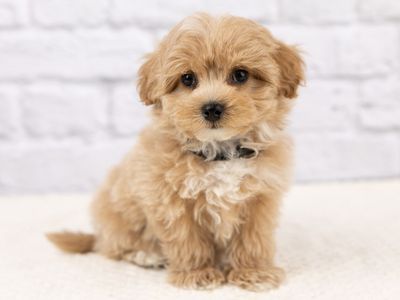 Adorable Maltipoo Boys!