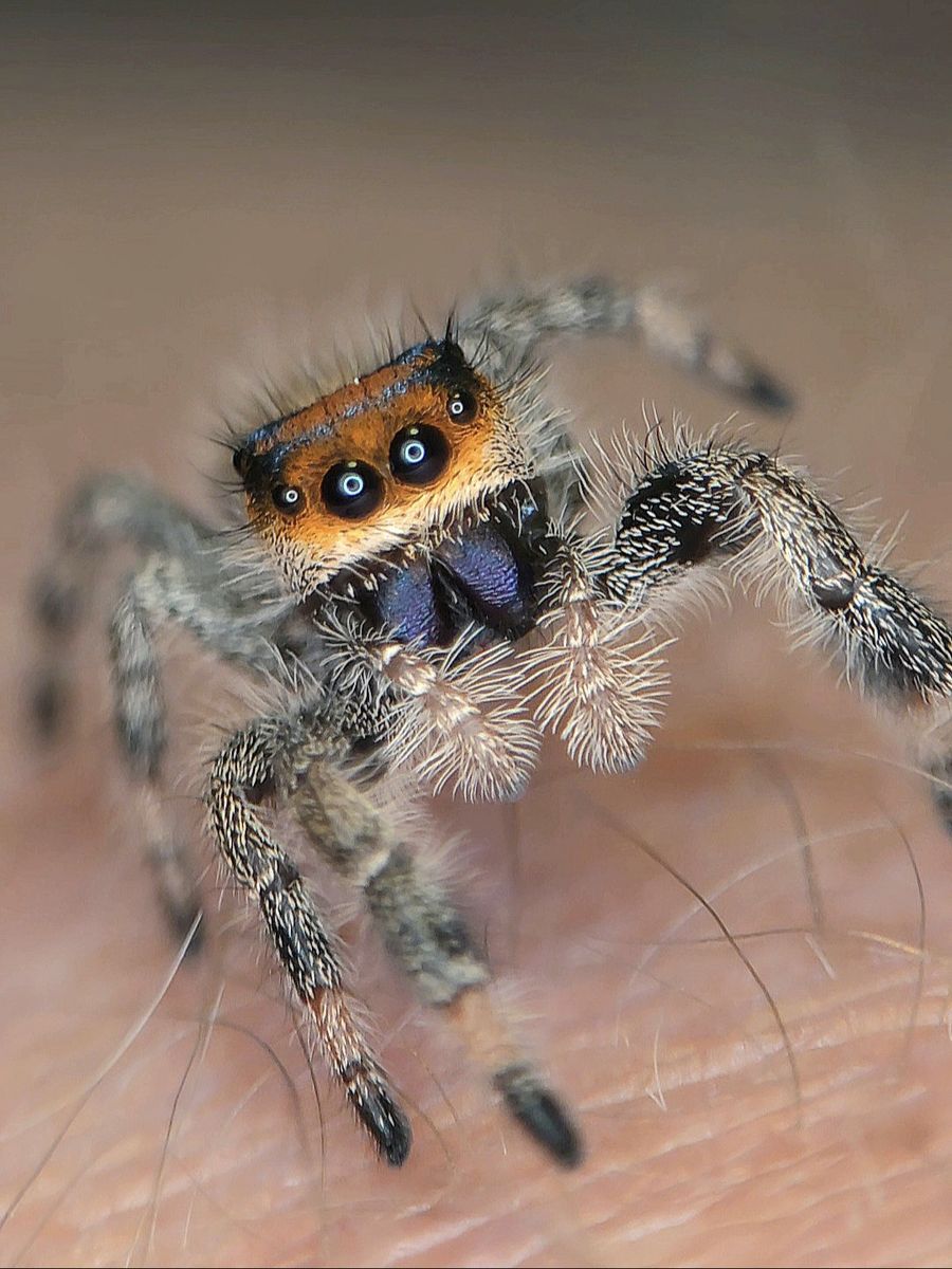Regal (Phidippus Regius) jumping spiders for sale
