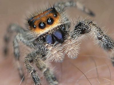 Regal (Phidippus Regius) jumping spiders for sale