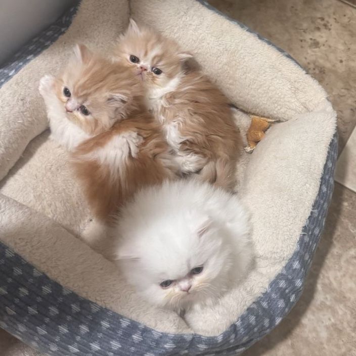 Persian Kittens