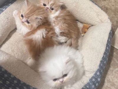 Persian Kittens