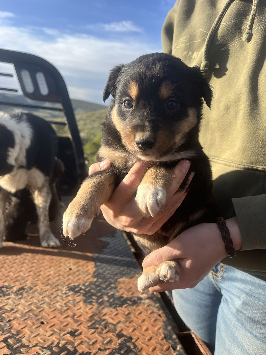 Border Collie Pups
