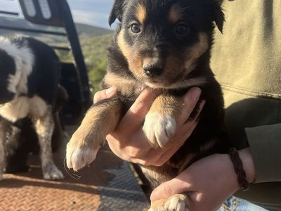 Border Collie Pups