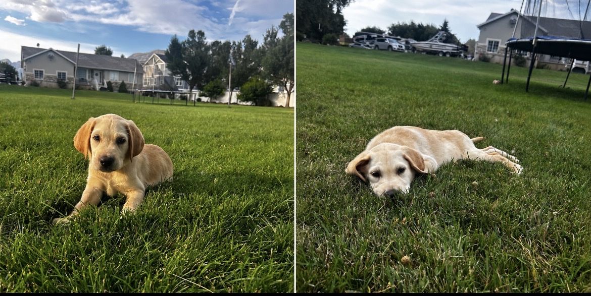 2 YELLOW MALES LEFT AKC REGISTERED LABRADOR RETRIEVERS