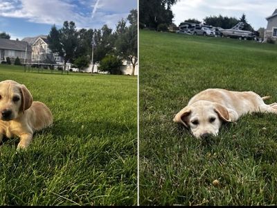 2 YELLOW MALES LEFT AKC REGISTERED LABRADOR RETRIEVERS
