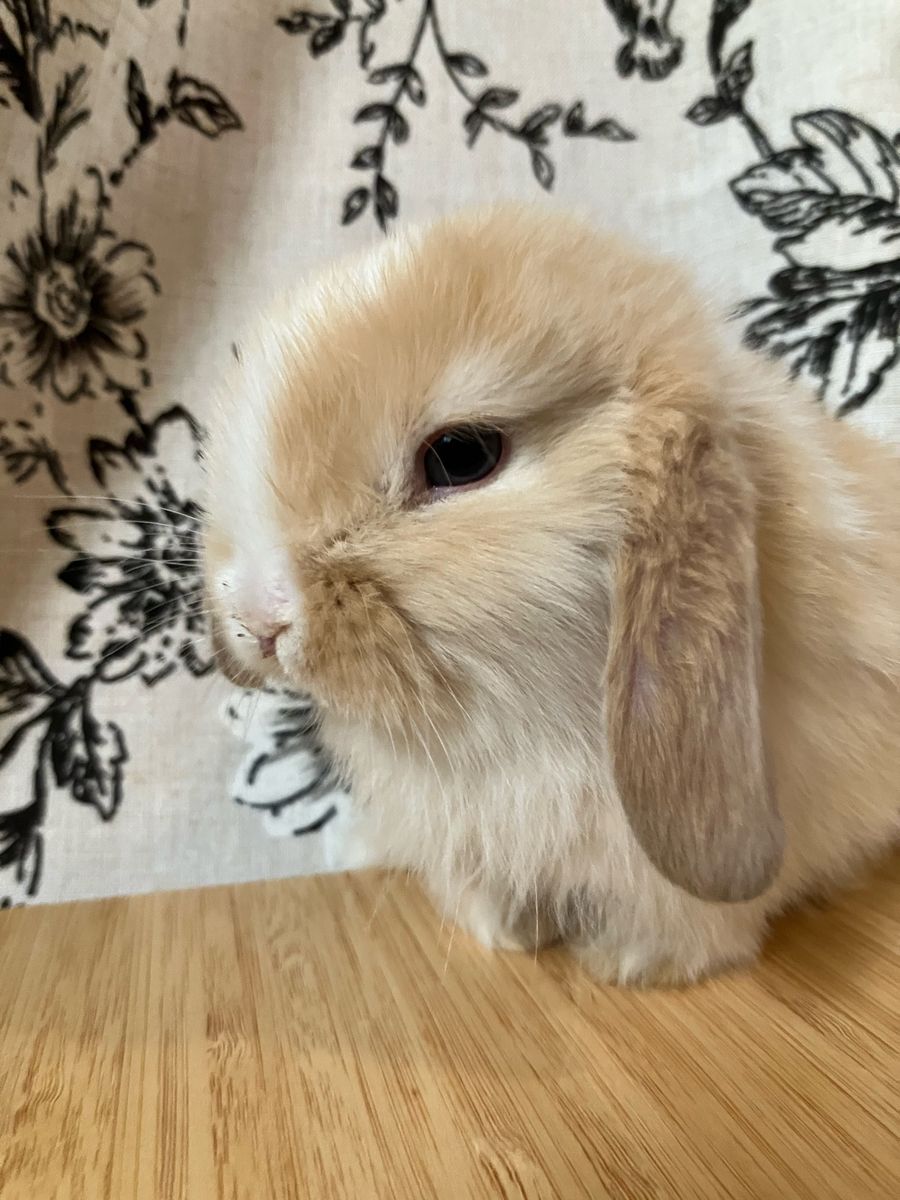 Holland Lop Purebred Bunnies