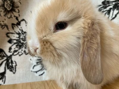 Holland Lop Purebred Bunnies