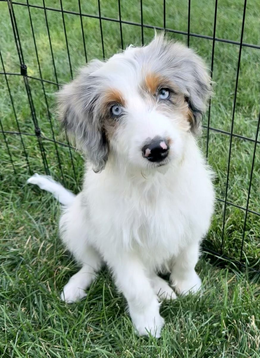 Mini Aussiedoodle puppies “PRICE REDUCED” only 1 female