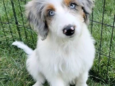 Mini Aussiedoodle puppies “PRICE REDUCED” only 1 female