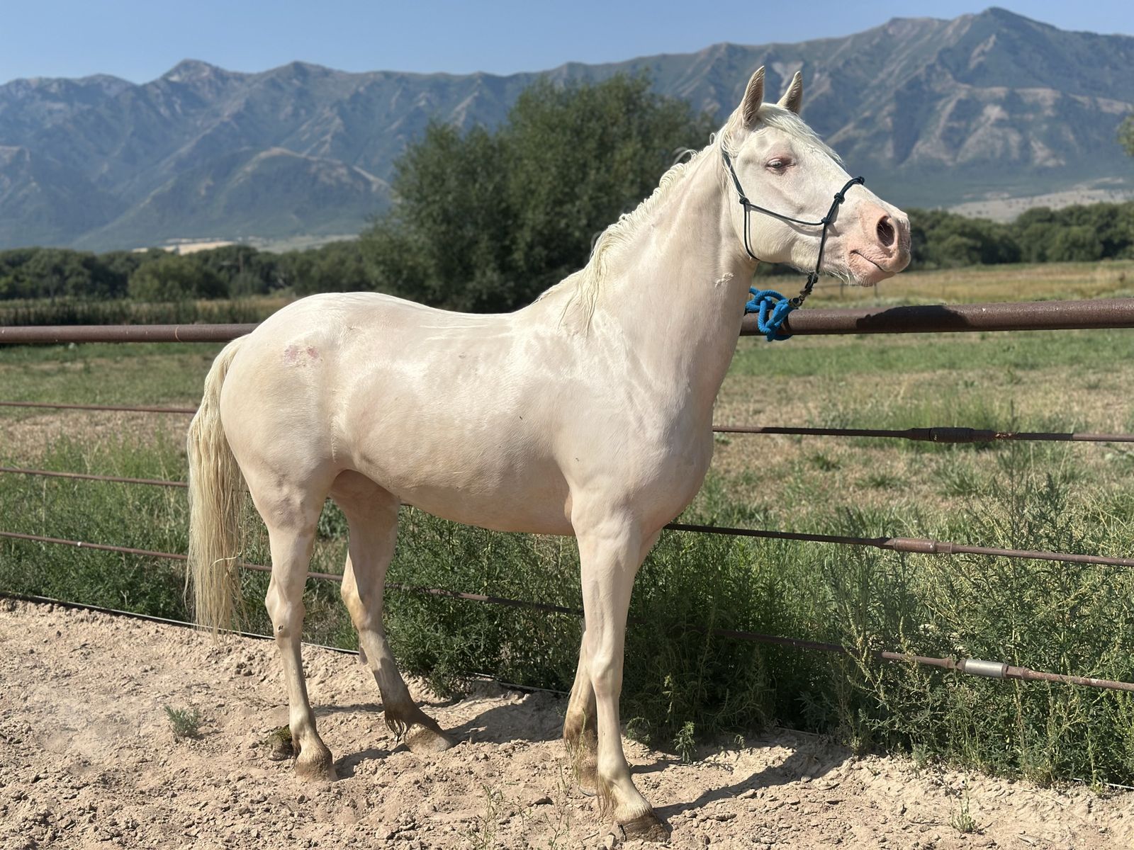 4 year old grade cremello paint mare