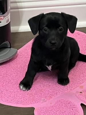 Toy "Aussie Chi" Australian Shepherd