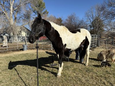 Beautiful paint gelding