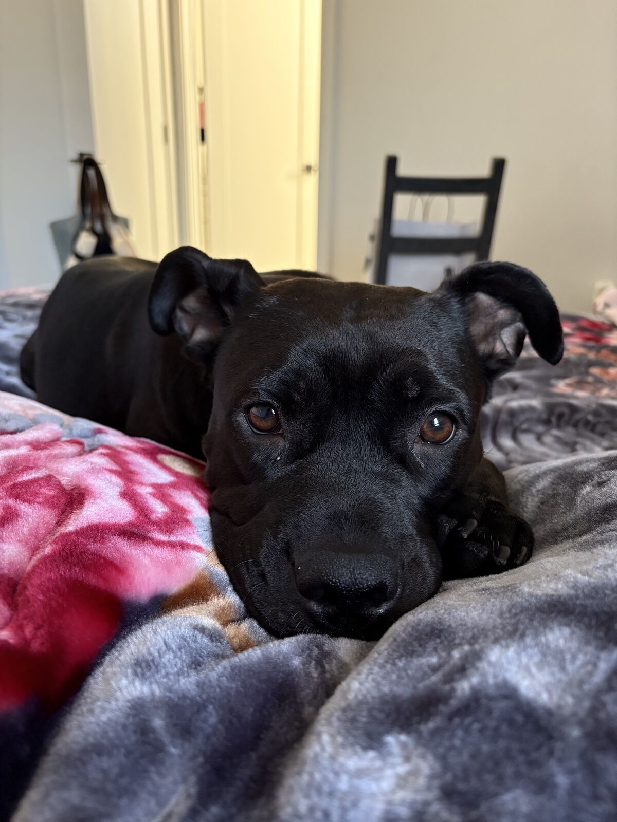 Dog For Free!!! Somebody To Take Care Of!