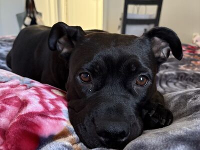 Dog For Free!!! Somebody To Take Care Of!