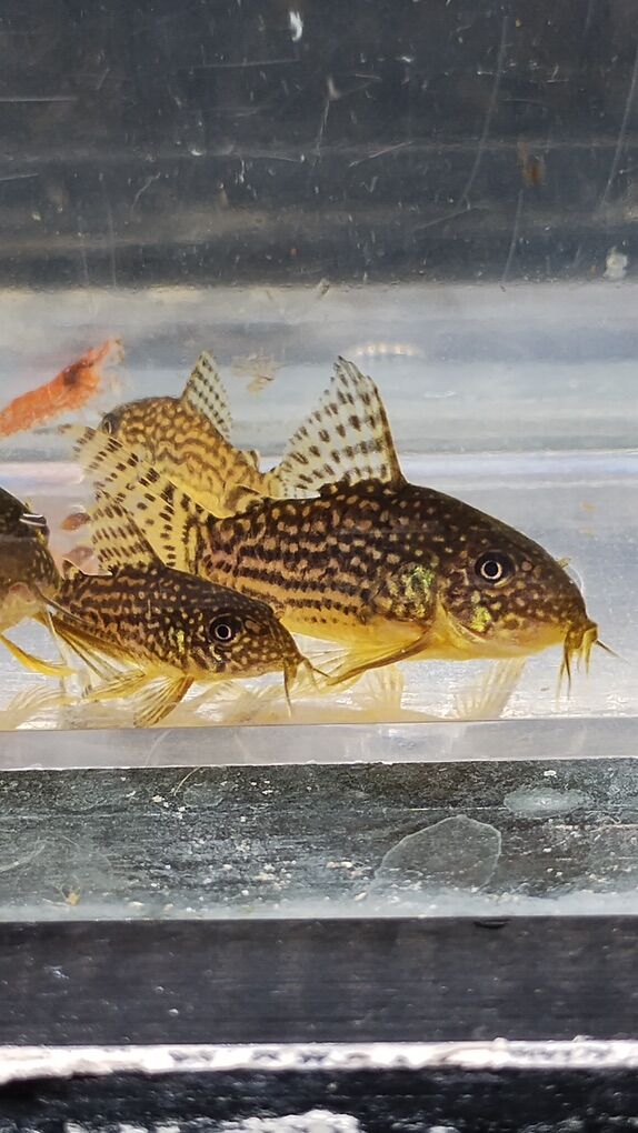 Sterbai Corydora Catfish