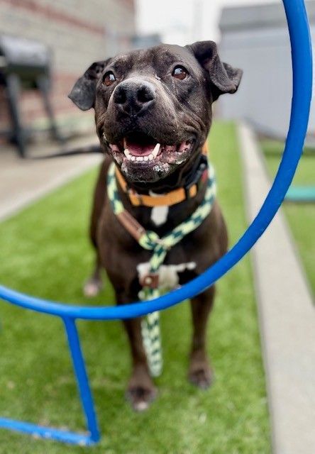 A154590 Belvedere is Available for Adoption!