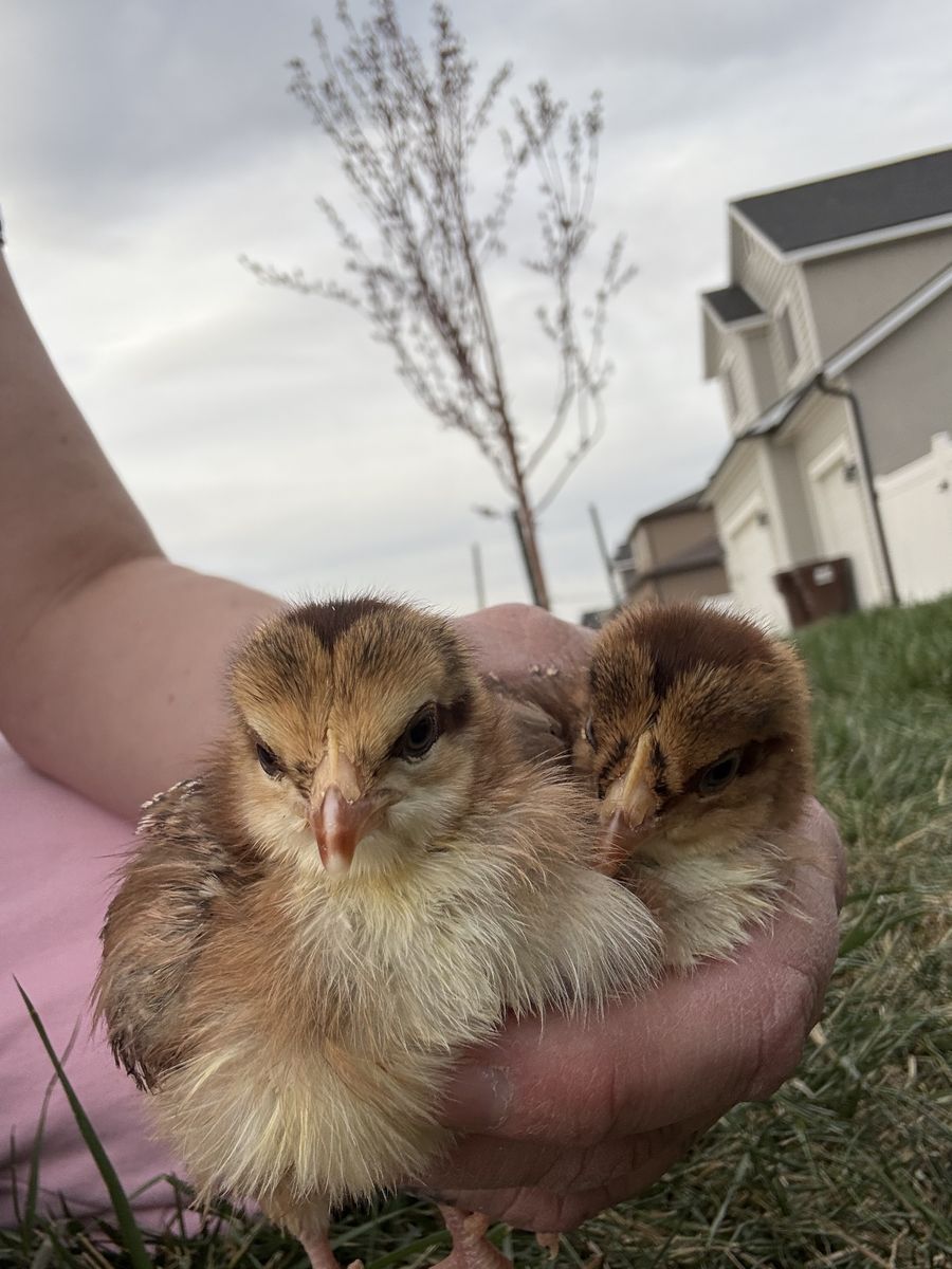 3-Week-Old Speckled Sussex Pullets (Confirmed Hens)
