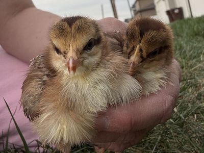 3-Week-Old Speckled Sussex Pullets (Confirmed Hens)