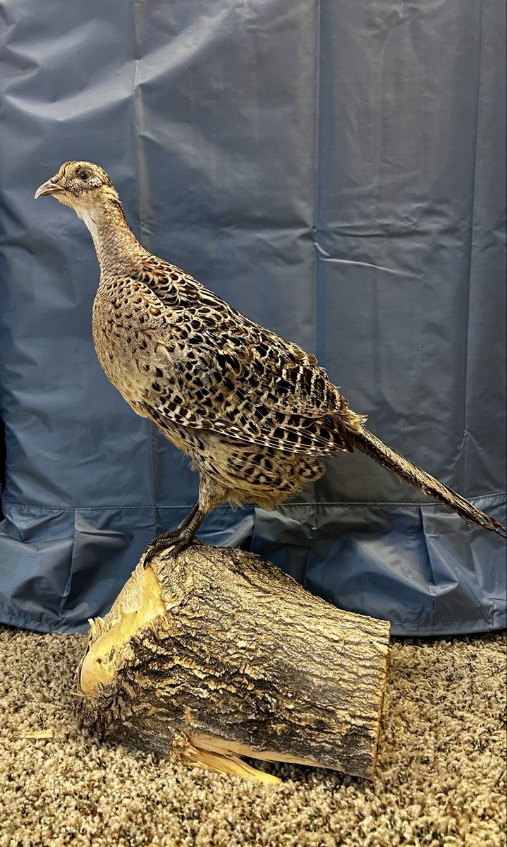 Main image 10