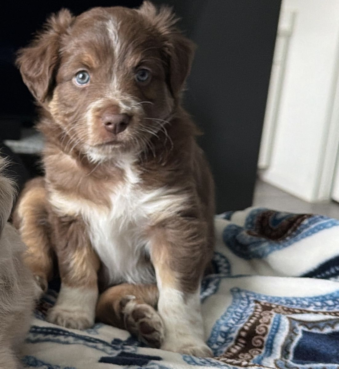Border Collie Mini Aussie Mix Puppy