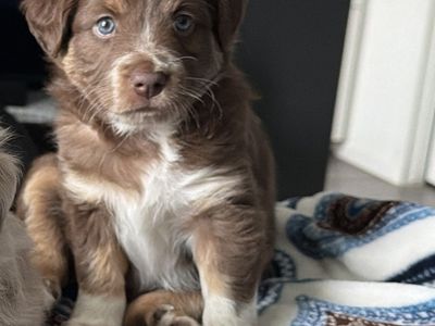 Border Collie Mini Aussie Mix Puppy