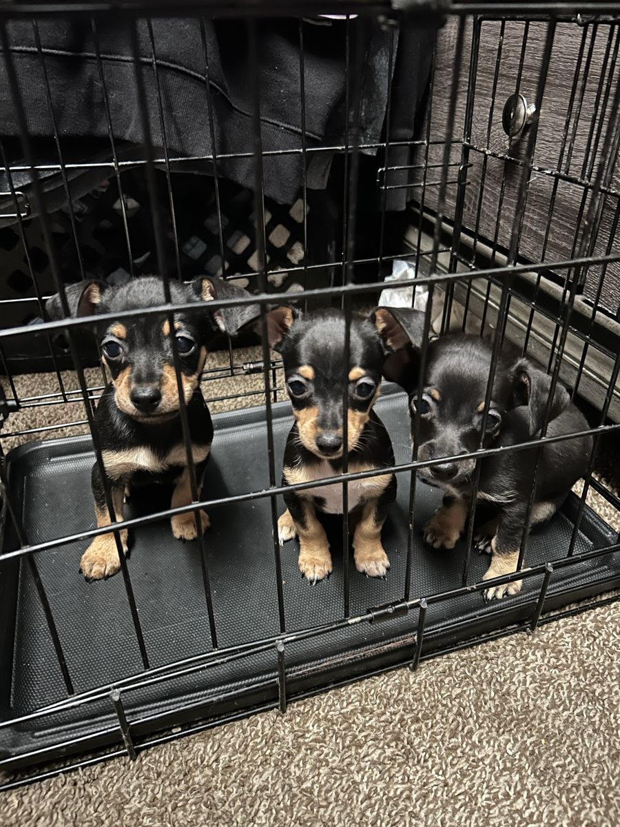 Chihuahua puppies