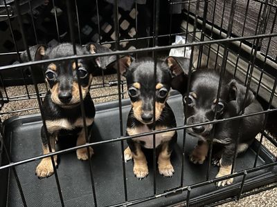 Chihuahua puppies