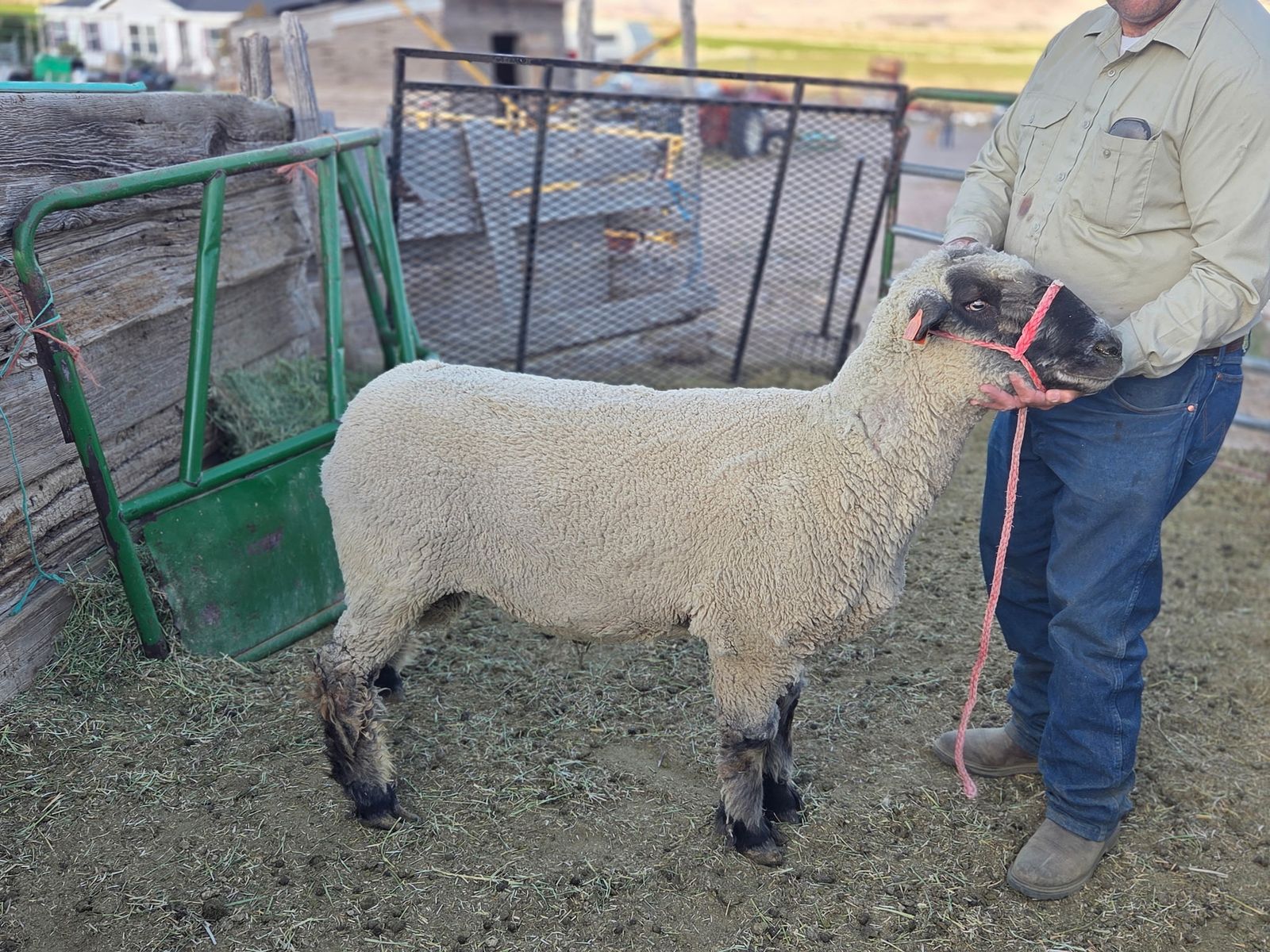 2 rams for sale