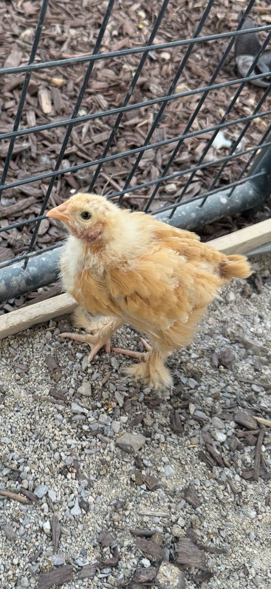 Very Friendly Coop Ready Pullets- 8 Weeks