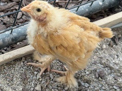 Very Friendly Coop Ready Pullets- 8 Weeks