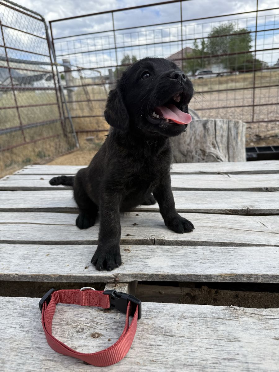 Corsodoodle
