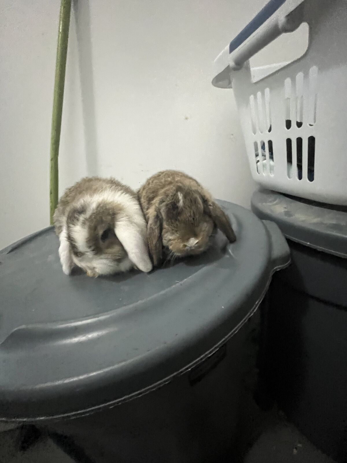 Purebred Holland Lop Babies
