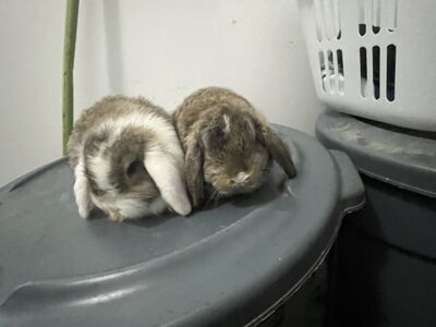 Purebred Holland Lop Babies